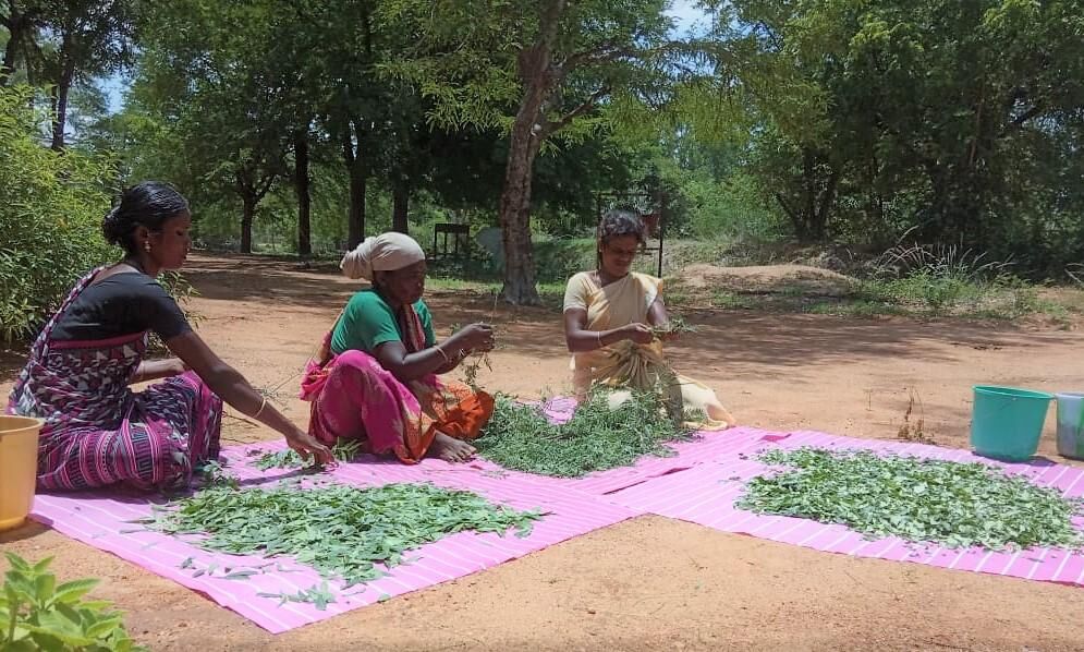 plants in tamil Plants in tamil சட கட மனதரகக எபபட பயனகறத