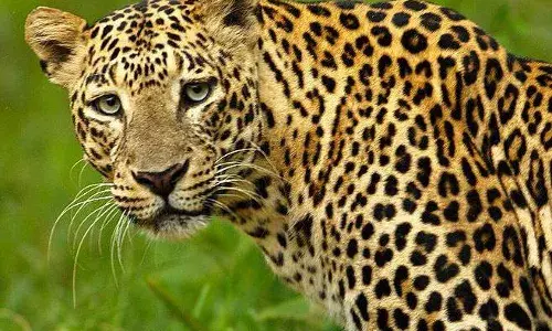 ஓசூர் குடியிருப்பு பகுதியில் சிறுத்தை நடமாட்டம் என மக்கள் பீதி