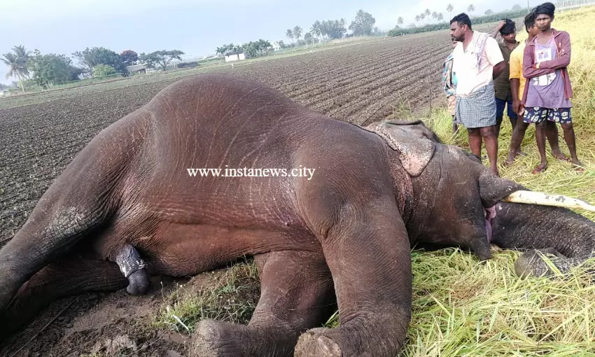 கோவையில் மின்வேலியில் சிக்கி யானை உயிரிழப்பு கோவையில் மின்வேலியில் சிக்கி யானை உயிரிழப்பு