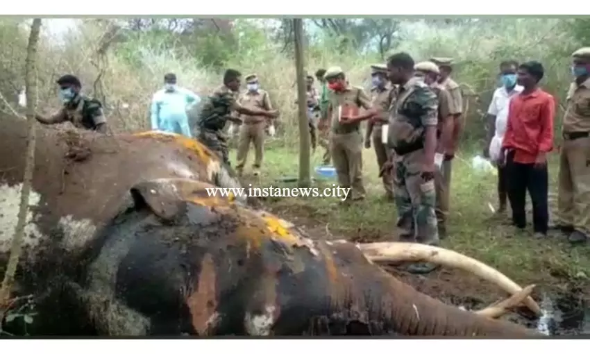அந்தியூர் அருகே வனப்பகுதியில் யானை உயிரிழப்பு அந்தியூர் அருகே வனப்பகுதியில் யானை உயிரிழப்பு
