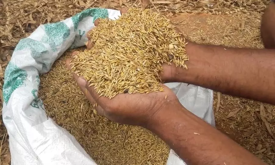 40 ஆண்டுகளுக்கு பின் விளையும் மூங்கில் அரிசி 40 ஆண்டுகளுக்கு பின் விளையும் மூங்கில் அரிசி