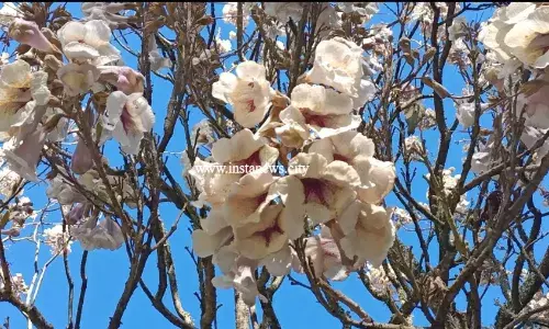 ஊட்டியில் பூத்துக்குலுங்கும் சீனாவின் அரசி