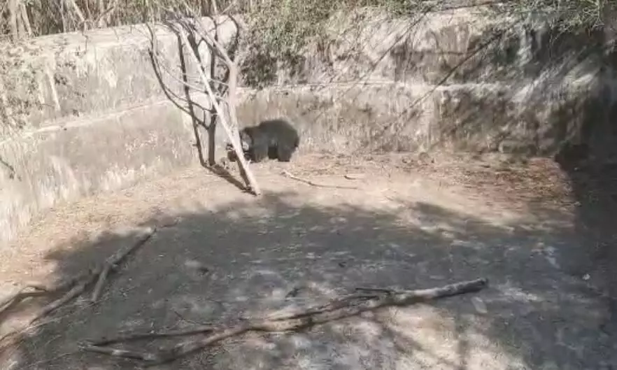 உதகை அருகே தண்ணீர் தொட்டியில் விழுந்த கரடி உதகை அருகே தண்ணீர் தொட்டியில் விழுந்த கரடி