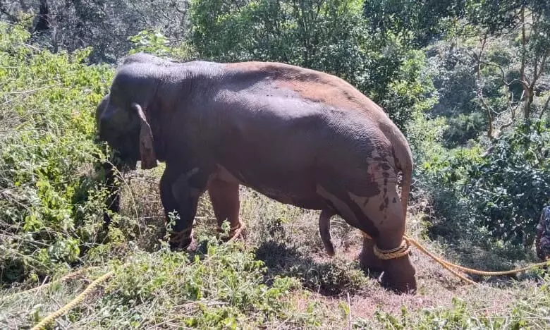 கூடலூர் அருகே காட்டு யானை பிடிபட்டது கூடலூர் அருகே காட்டு யானை பிடிபட்டது
