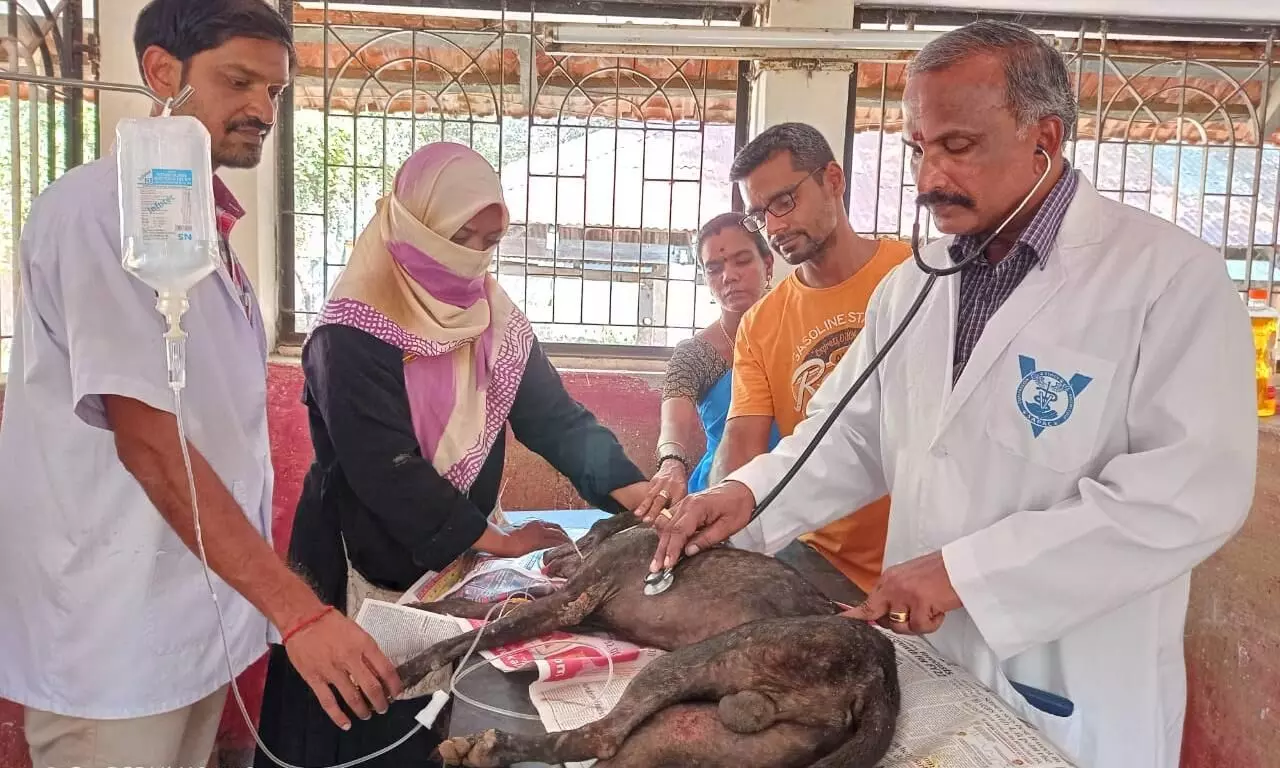 சாலையில் அடிபட்ட நாய்க்கு சிறப்பு சிகிச்சை சாலையில் அடிபட்ட நாய்க்கு சிறப்பு சிகிச்சை