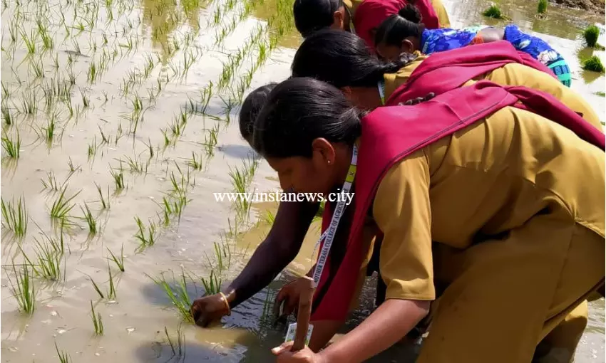 களப்பணியில் மாணவிகள் -விவசாயிகள் பாராட்டு களப்பணியில் மாணவிகள் -விவசாயிகள் பாராட்டு