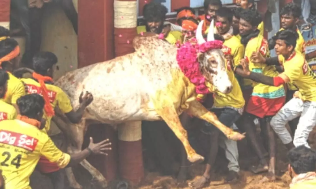 ஜல்லிக்கட்டு: சீறிப்பாய்ந்த காளைகளை அடக்கிய வீரர்கள் ஜல்லிக்கட்டு: சீறிப்பாய்ந்த காளைகளை அடக்கிய வீரர்கள்