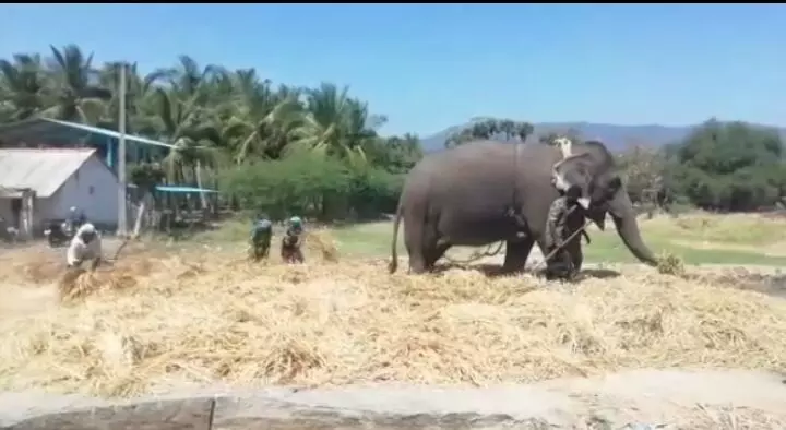 யானை கட்டிப் போரடிக்கும் மதுரை சங்க கால காட்சி சாட்சியாகிறது யானை கட்டிப் போரடிக்கும் மதுரை சங்க கால காட்சி சாட்சியாகிறது