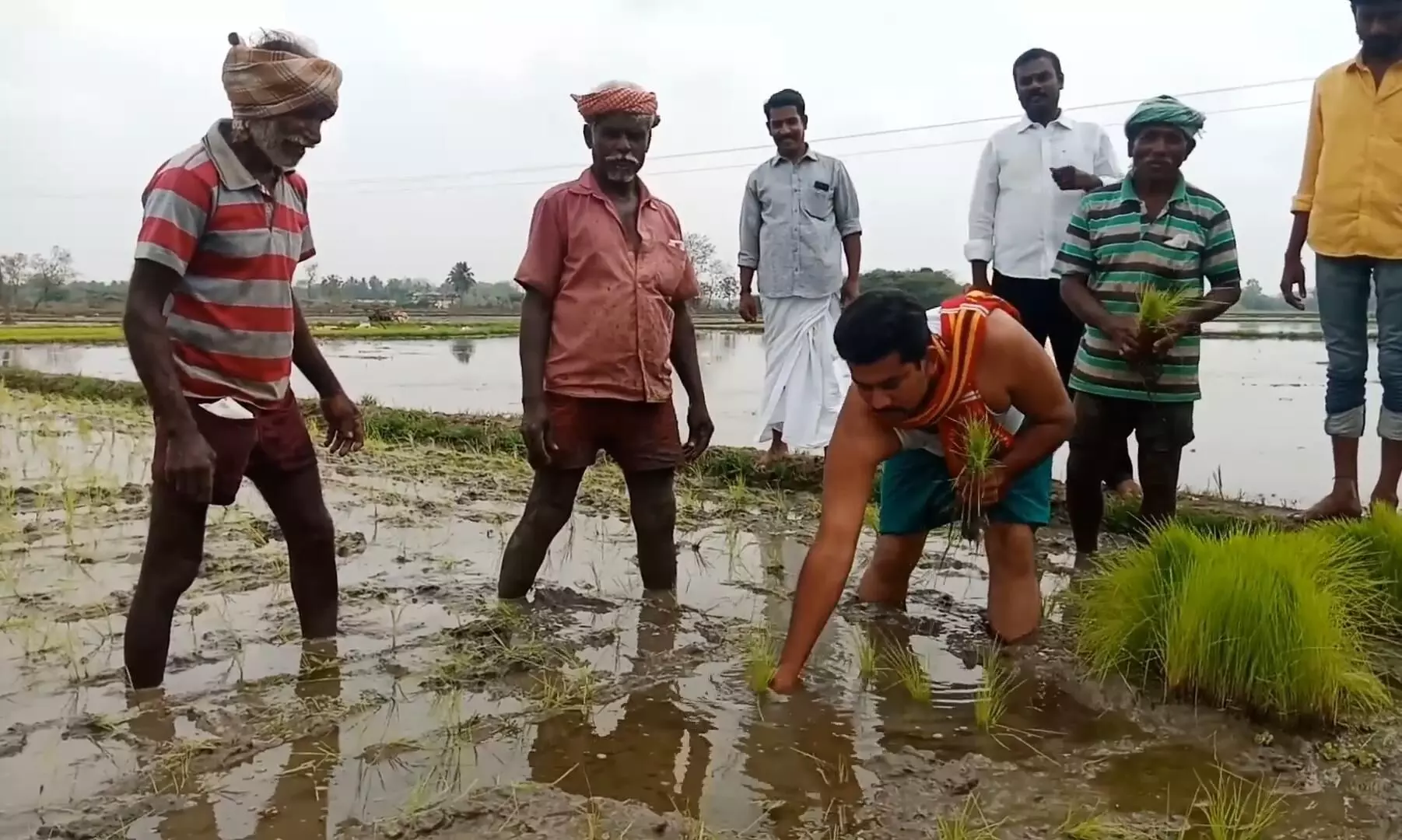 நாற்று நட்டு நாம் தமிழர் கட்சி பிரச்சாரம் நாற்று நட்டு நாம் தமிழர் கட்சி பிரச்சாரம்