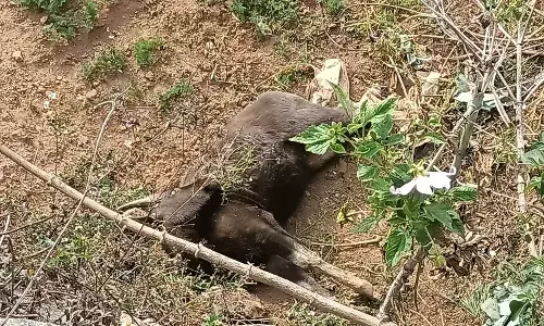 20 அடி தடுப்பு சுவரில் இருந்து தவறி விழுந்த காட்டெருமை மீட்பு.