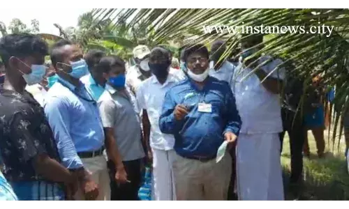 தென்னை ஈக்களை அழிக்க  வேளாண்மைத்துறை நேரடி விளக்கம்