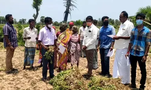 நிலக்கடலையை ஒழுங்குமுறை விற்பனைக் கூடத்தில் விற்பனை செய்யுங்க விவசாயிகளே