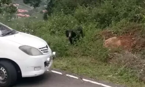 கோத்தகிரியில் வாகனங்களை வழிமறித்த கரடி