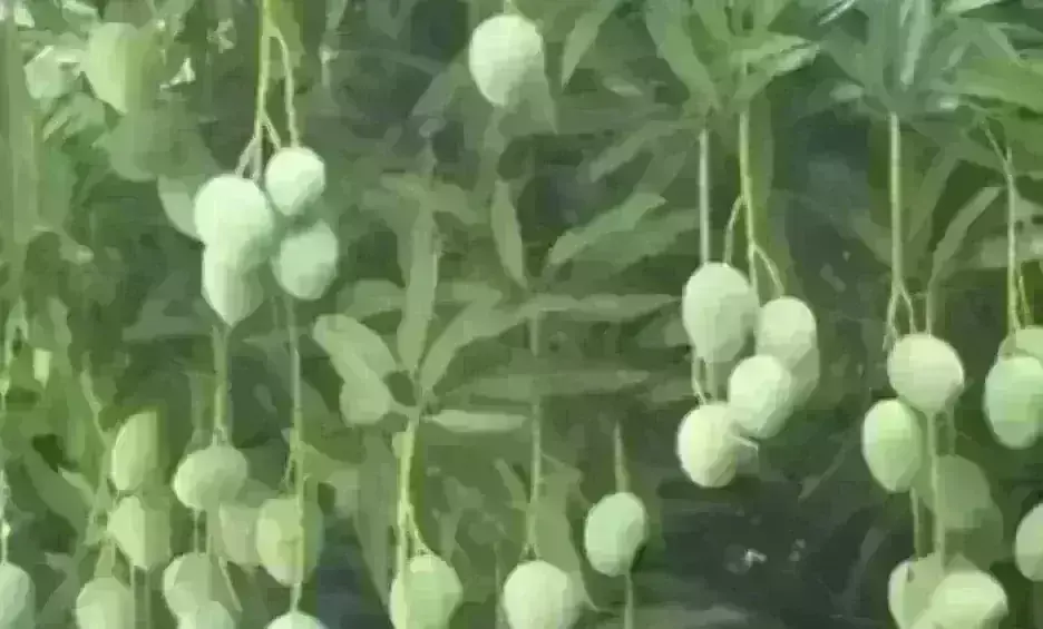 மாங்காயில் புதிய வகை புழுக்கள்  விவசாயிகள் வேதனை