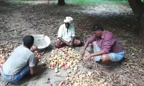 முந்திரி விளைச்சல் வேதாரண்யம்  விவசாயிகள் கவலை