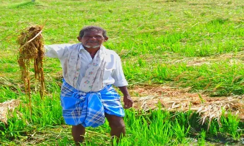 மதுரையில் பெய்த கனமழையினால் 1300 ஏக்கர் நெற்பயிர்கள் பாதிப்பு: விவசாயிகள் கவலை