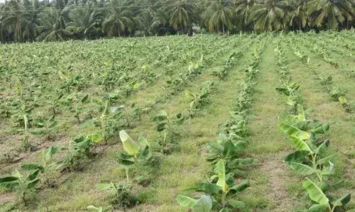 10 ஆண்டுகளுக்கு பிறகு பட்டிவீரன்பட்டி பகுதியில் வாழை சாகுபடி