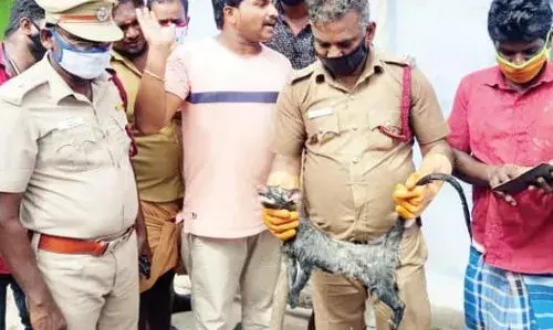 திசையன்விளை: வீட்டு மாடியில் மரநாய் பிடிபட்டது