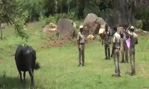 மேய்ச்சலுக்கு சென்ற சினை எருமை மாடு நாட்டு வெடிகுண்டு வெடித்து உயிருக்கு ஆபத்தான நிலையில் சிகிச்சை...