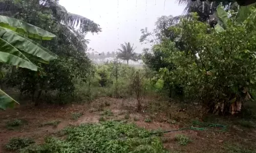 வெப்பம் தணித்த கோடை மழை