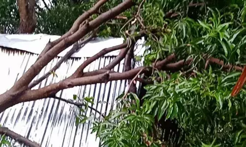 சூறைக்காற்றுடன் கனமழை - பொள்ளாச்சி அருகே 8 வீடுகள் சேதம்