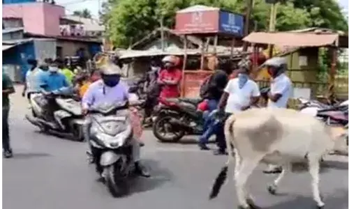 மாட்டுக்குகூட பயமிருக்கு... ஆனா, மனிதனுக்கு இல்லையே!