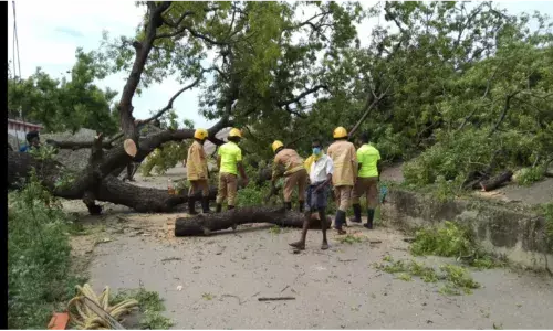 சாத்தூரில் சூறாவளி காற்று:60 ஆண்டுகால பழமையான மரம் வேரோடு சாய்ந்தது