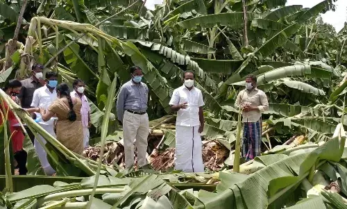 ஆலங்குடியில் சூறைக்காற்றில் சேதமடைந்த வாழை மரங்கள் பார்வையிட்ட அமைச்சர்