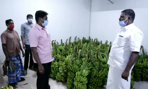 தஞ்சையில் கொரோனா நோயாளிகளுக்கு 2.5 டன் வாழை பழத்தை  வழங்கிய விவசாயி