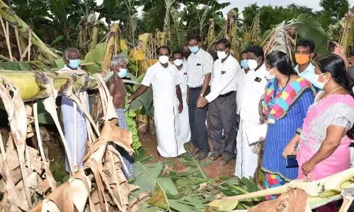 ஆலங்குடியில் சூறைக்காற்றில்   சேதமடைந்த வாழை தோட்டங்கள் அமைச்சர் மெய்யநாதன் ஆய்வு