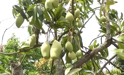 நாகையில் மாங்காய் சீசன் துவங்கியது, உரிய விலை இல்லை என விவசாயிகள் வேதனை