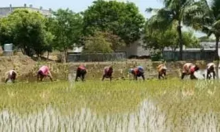 ஊரடங்கு உழவுக்கு இல்லை: சேத்துப்பட்டில் நாற்றுநடும் பணி