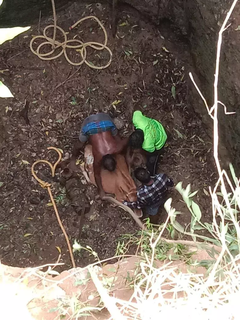 கலவையருகே கிணற்றில் விழுந்த பசு உயிருடன் மீட்பு
