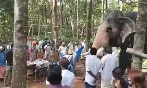அன்பிற்கும் உண்டோ அடைக்கும் தாழ் இறந்த பாகனை காண வந்த யானை🐘😞