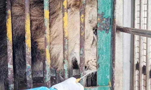 வண்டலூரில் சிங்கங்களுக்கு கொரோனா: தலைமை வன பாதுகாப்பு அதிகாரி ஆய்வு!