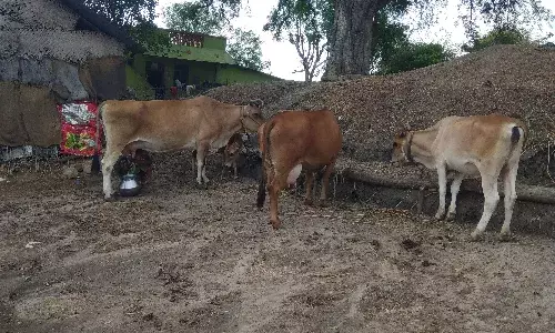 சிங்கத்தையே தீர்த்துக் கட்டிய கொரோனா, ஆடு, மாடுகளை விட்டு வைக்குமா, கிராம மக்கள் அச்சம்