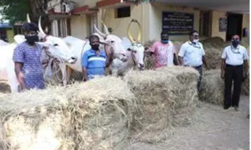 காட்பாடியில் மாட்டுவண்டி தொழிலாளர்களுக்கு 10 டன் வைக்கோல் வழங்கப்பட்டது
