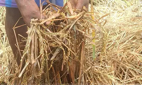 அறுவடைக்கு தயாராக இருந்த நெற்பயிர்கள் மழைநீரில் மூழ்கி சேதம் : பெரம்பலூர் விவசாயிகள் கவலை