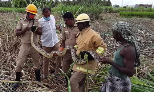 வாசுதேவநல்லூர்: கரும்பு தோட்டத்தில் பிடிப்பட்ட 10 அடி நீள மலைபாம்பு!