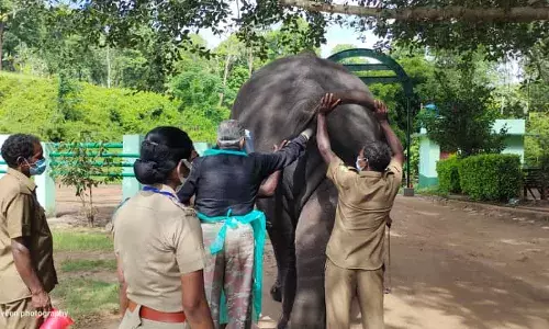 சிங்கங்களை தொடர்ந்து கும்கி யானைகளுக்கு கொரோனா பரிசோதனை..!