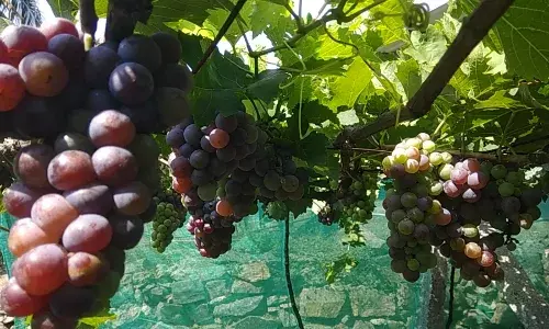 பெரம்பலூர்: இயற்கை முறையில் பயிரிடும் திராட்சை-குறைந்த விலைக்கு விற்கும் விவசாயி!