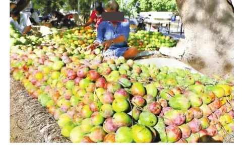 பொதுமக்கள் உயிரோடு விளையாடும் கார்பைடு கல் மூலம் பழுத்த மாம்பழங்கள்