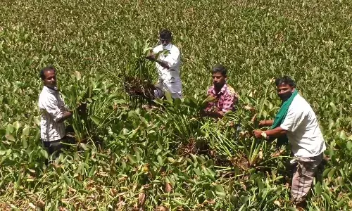 அறநிலையத்துறைக்கு சொந்தமான குளத்தில்  ஆகாய தாமரைகளை அப்புறப்படுத்த கோரிக்கை அறநிலையத்துறைக்கு சொந்தமான குளத்தில்  ஆகாய தாமரைகளை அப்புறப்படுத்த கோரிக்கை
