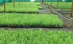 தியாகதுருகம், ரிஷிவந்தியம் விதைப்பண்ணைகளில் வேளாண் இணை இயக்குனர் ஆய்வு