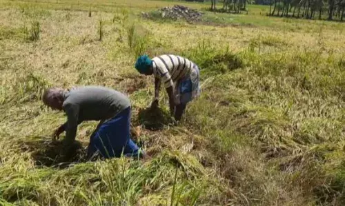 உடுமலை: மழையால் பாதித்த நெற்பயிர்கள் குறித்து வேளாண்துறை கணக்கெடுப்பு
