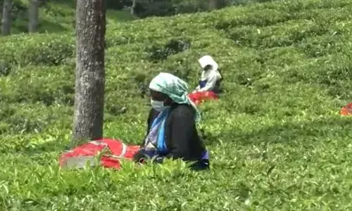 குன்னூரில் தேயிலை விற்பனை சரிவு: ஒரே வாரத்தில் ரூ.2.67 கோடி வீழ்ச்சி