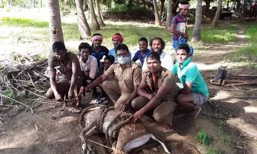 வாசுதேவநல்லூர் அருகே கிணற்றில் தவறி விழுந்த மான் உயிருடன் மீட்பு