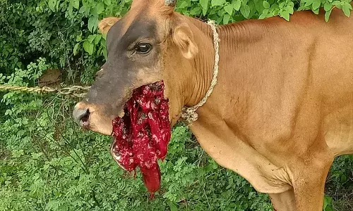 ஆம்பூர் அருகே நாட்டு வெடிகுண்டை கடித்து பசுமாடு படுகாயம் ஆம்பூர் அருகே நாட்டு வெடிகுண்டை கடித்து பசுமாடு படுகாயம்