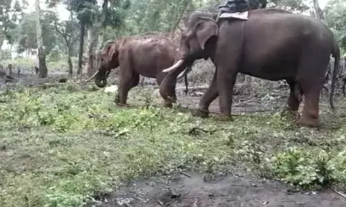 கூடலூரில் காயத்துடன் பிடிபட்ட காட்டு யானை கரோலில் அடைக்கப்பட்டது