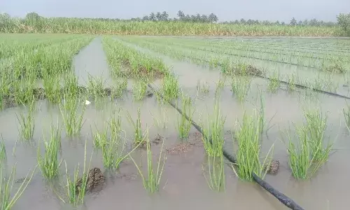 கனமழையினால் குளக்கரை உடைப்பு -  8 ஏக்கர் விவசாய நிலங்கள் நீரில் மூழ்கியது